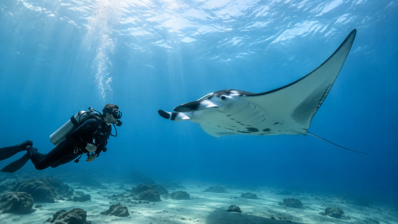 A scuba diver swimming in the clear blue ocean next to a large, majestic manta ray.