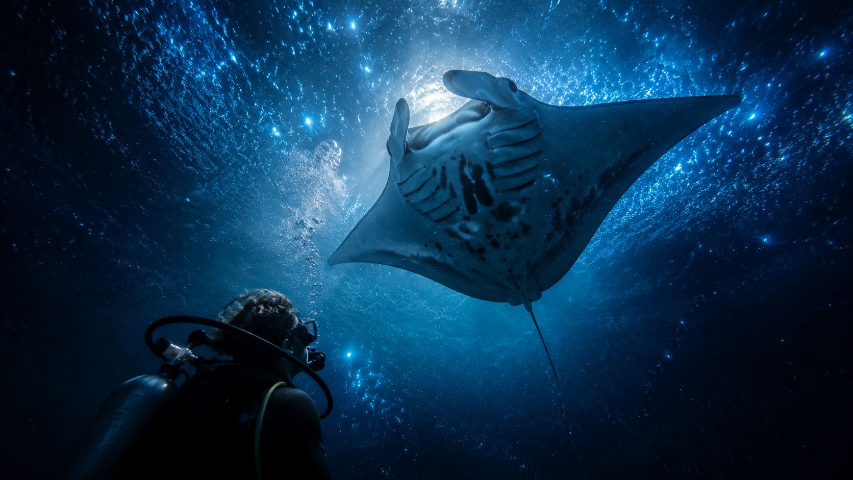 A scuba diver swims underwater watching a majestic manta ray gliding towards the surface of the ocean.