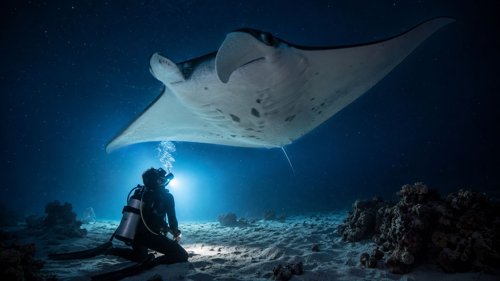 A scuba diver kneeling on the sandy ocean floor observes a large manta ray swimming overhead at night.