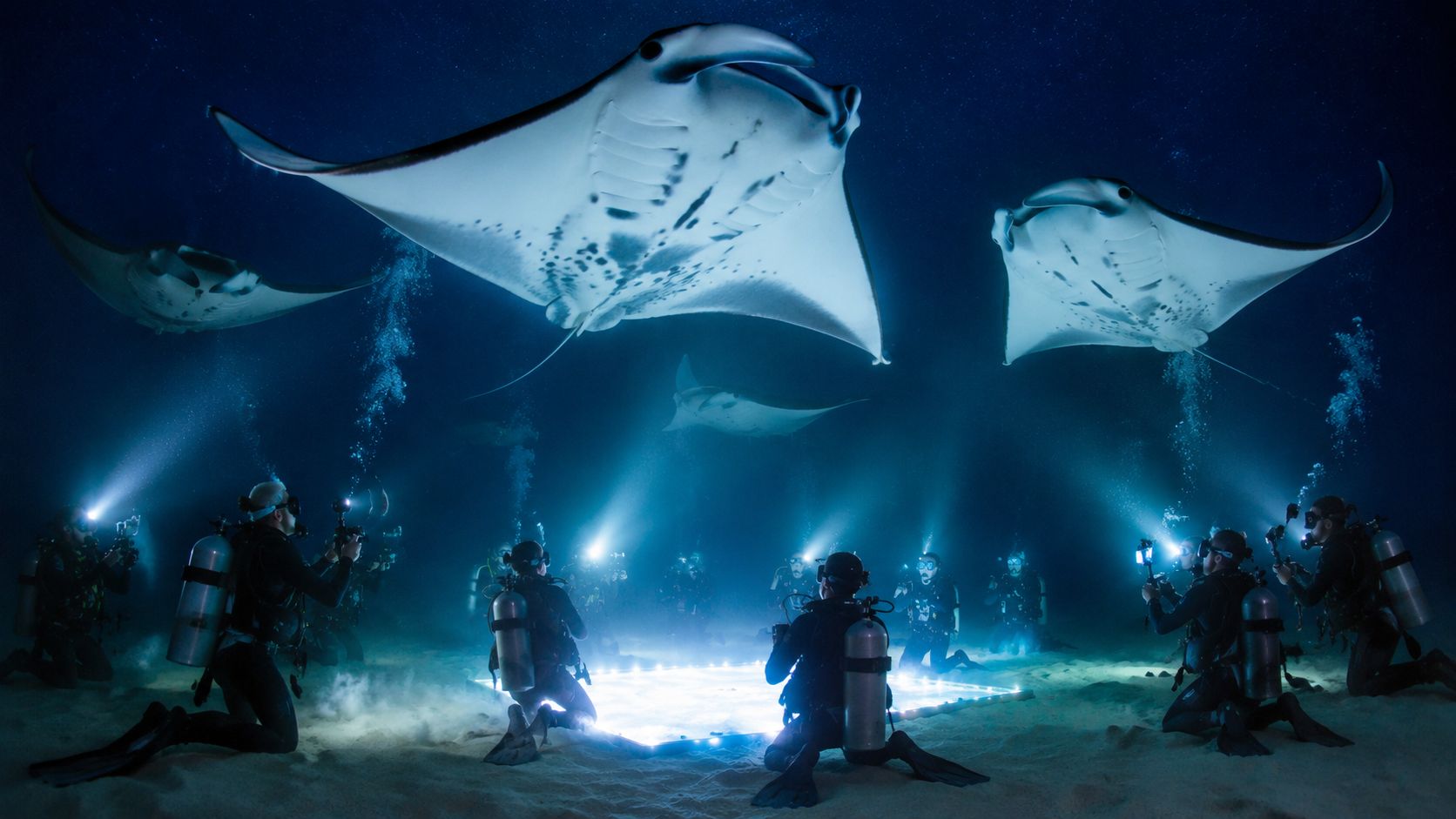 Scuba divers use lights to attract manta rays swimming underwater in Hawaii at night