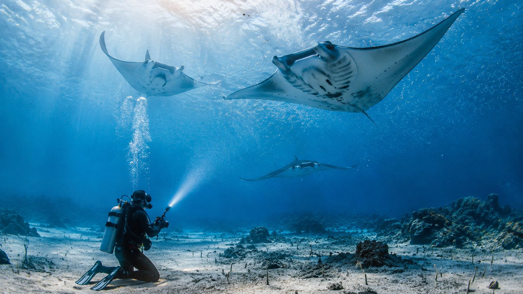A scuba diver kneeling on the sandy ocean floor uses a light to observe three manta rays swimming.