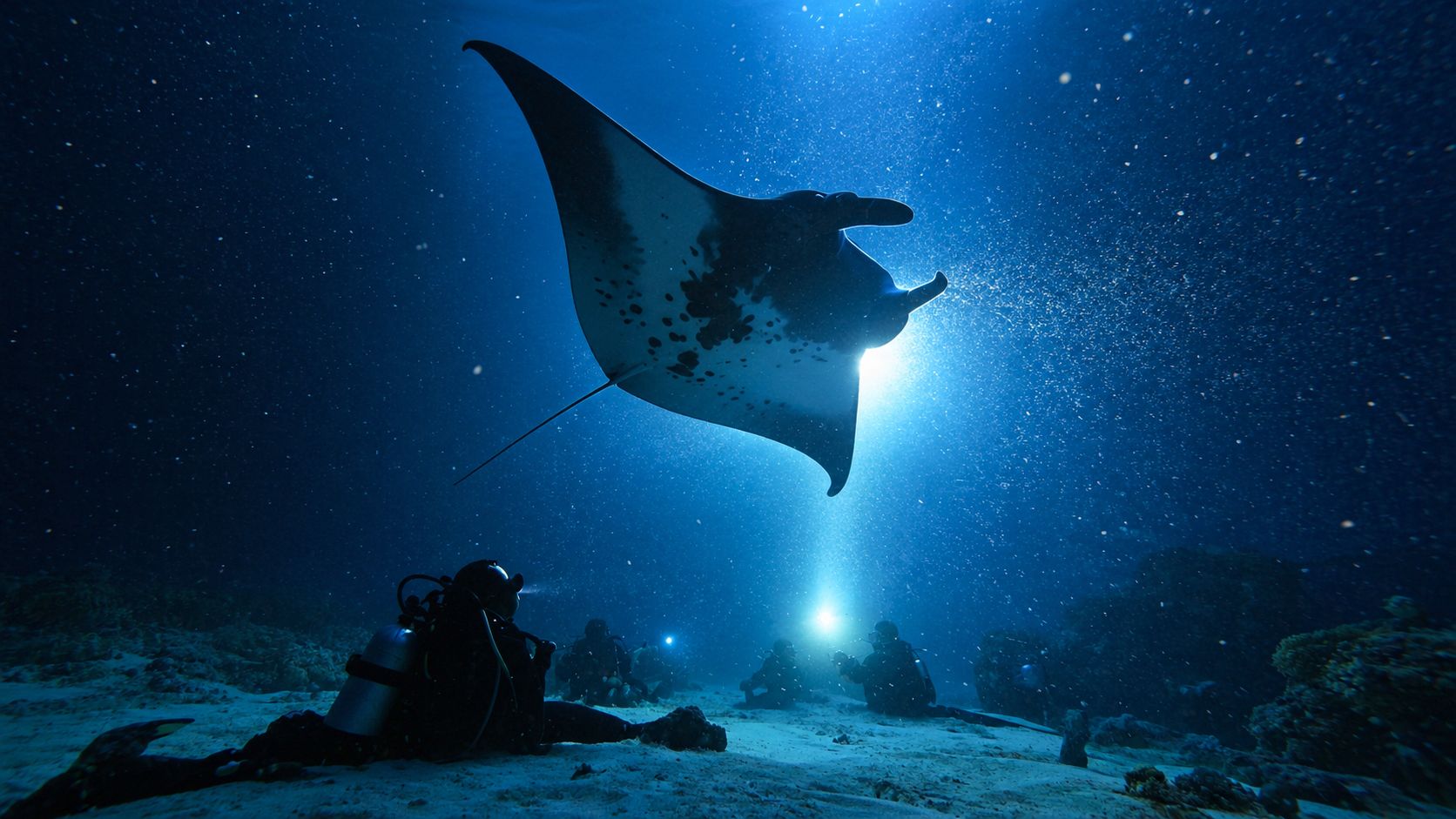Scuba divers watch a graceful manta ray gliding through the deep blue ocean at night underwater