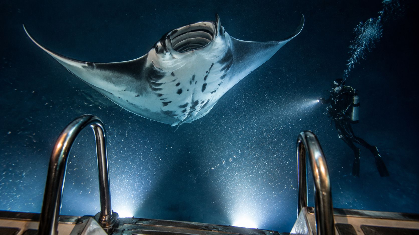 A majestic manta ray swims near scuba divers during a night dive off the Big Island coast.