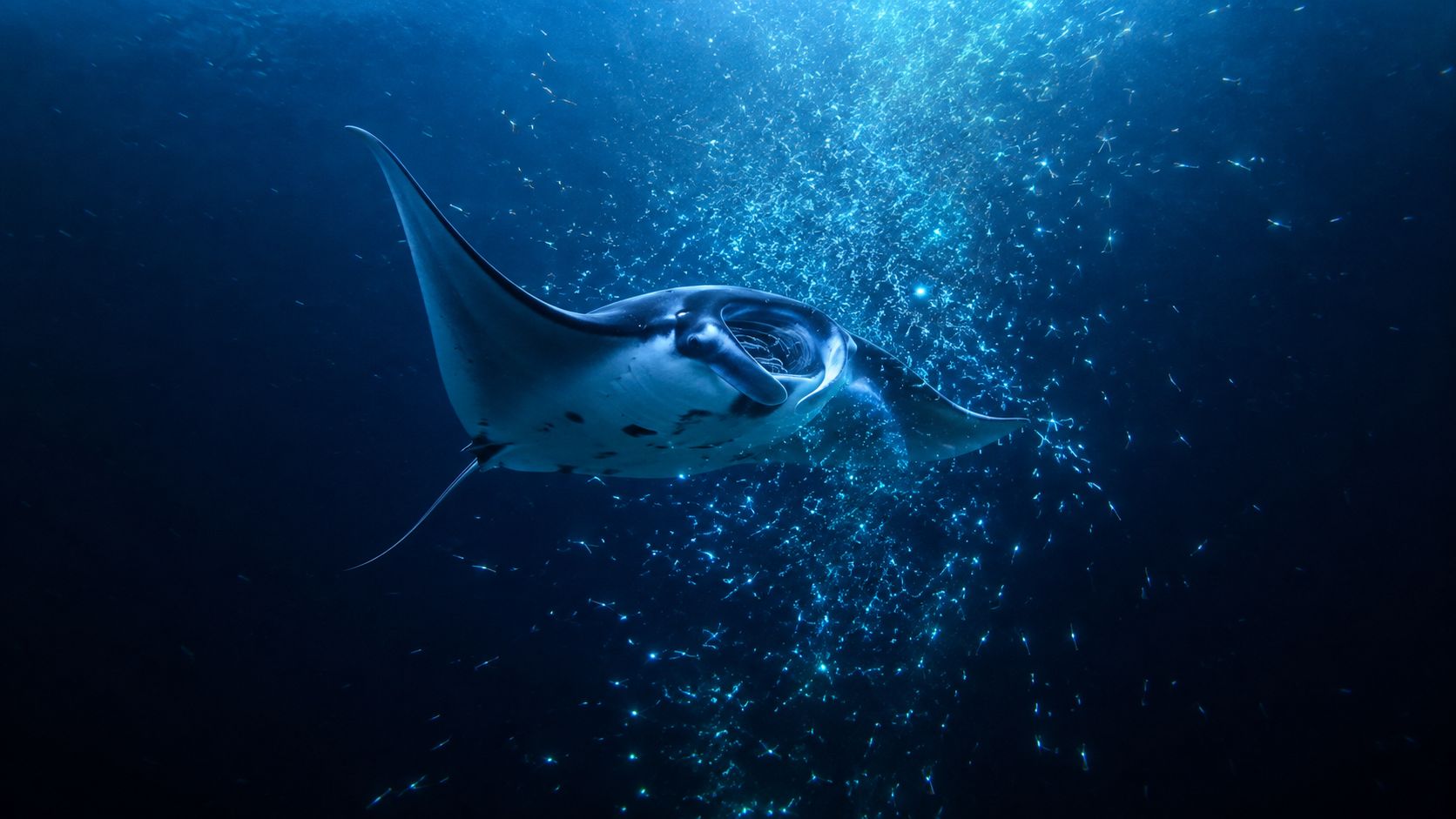 A majestic manta ray swimming through glowing bioluminescent plankton during a night dive in dark ocean waters.