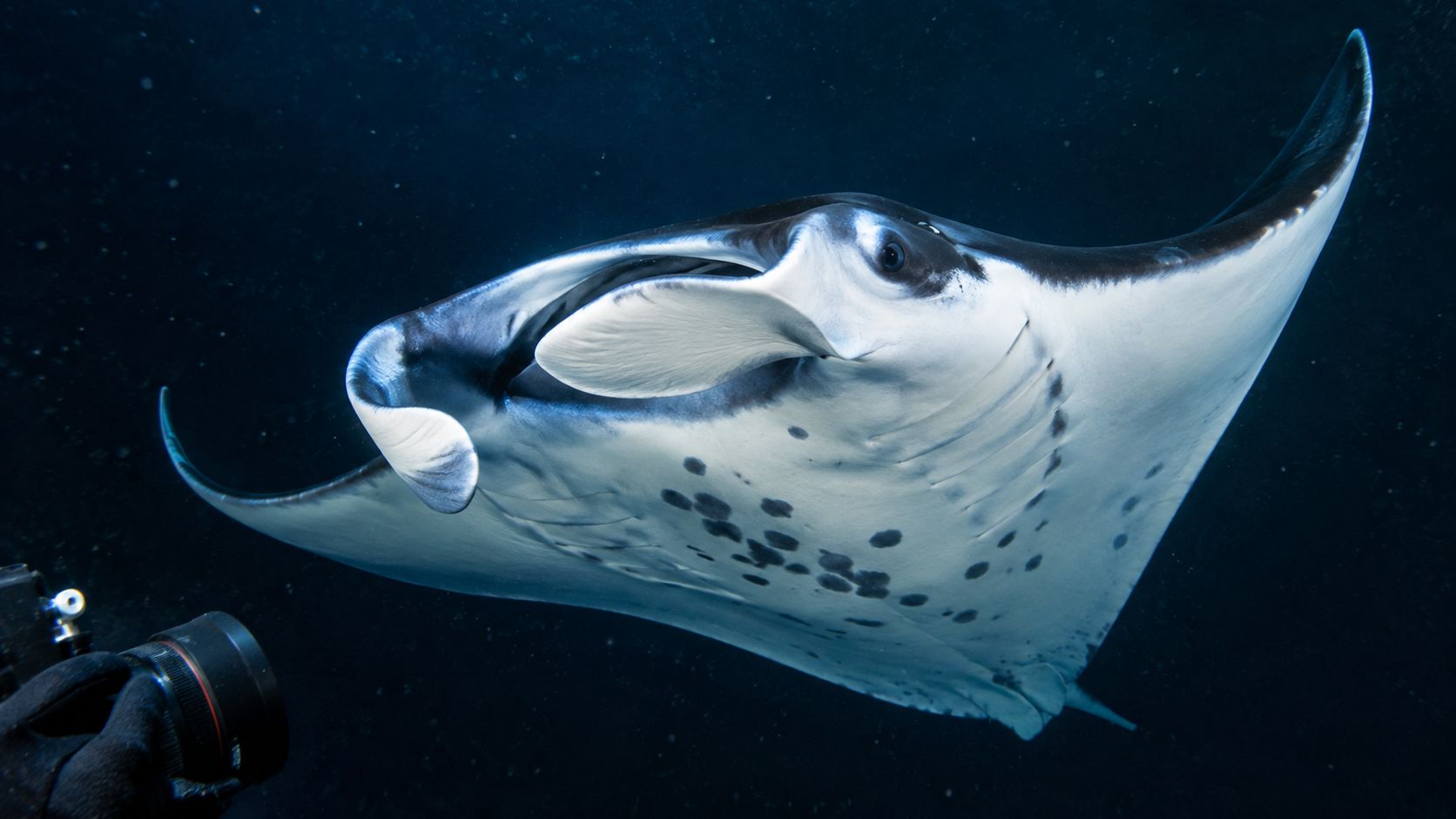 A close-up view of a majestic manta ray swimming during a night dive near Kailua-Kona.