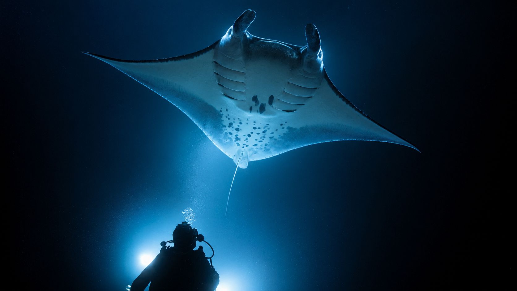 A scuba diver illuminates a graceful manta ray swimming through the dark ocean at night.