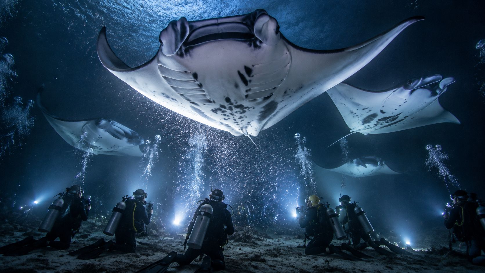 Scuba divers use underwater lights to observe manta rays swimming during a night dive in Kona.