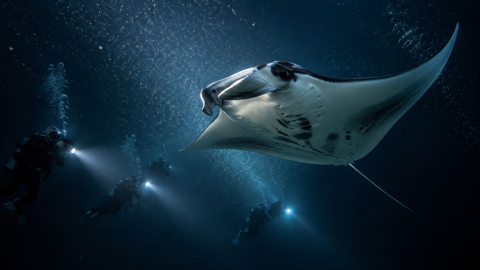 Scuba divers use underwater flashlights to illuminate a large manta ray during a dark night dive.