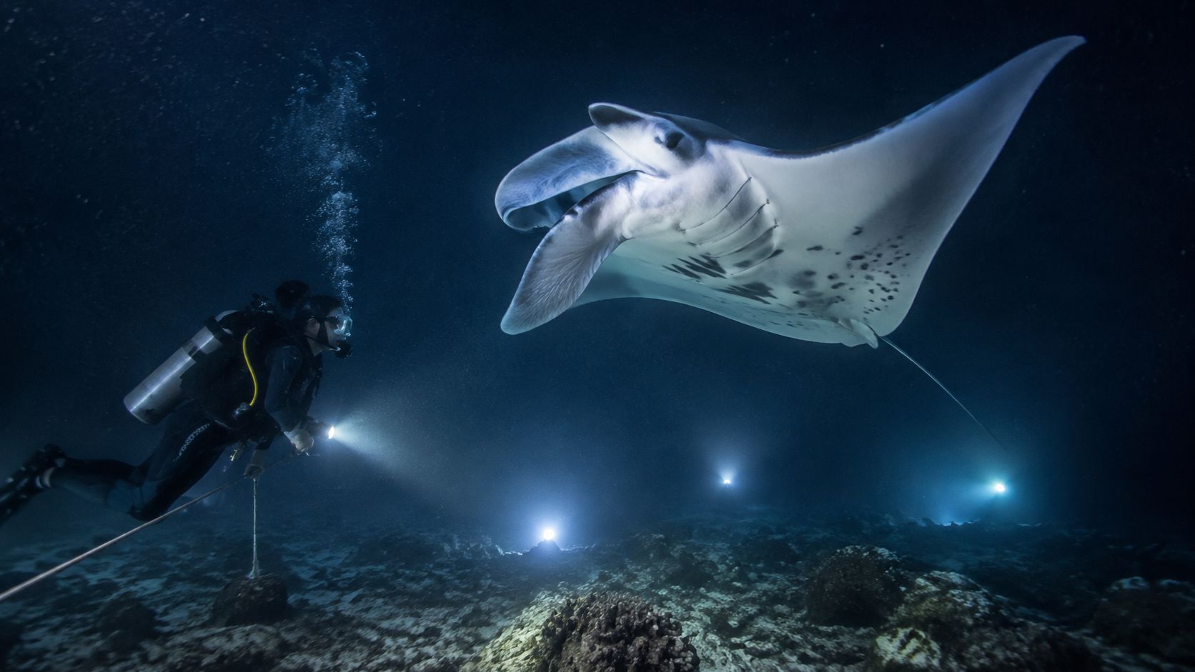 A scuba diver explores the dark ocean depths at night while a graceful manta ray swims nearby.