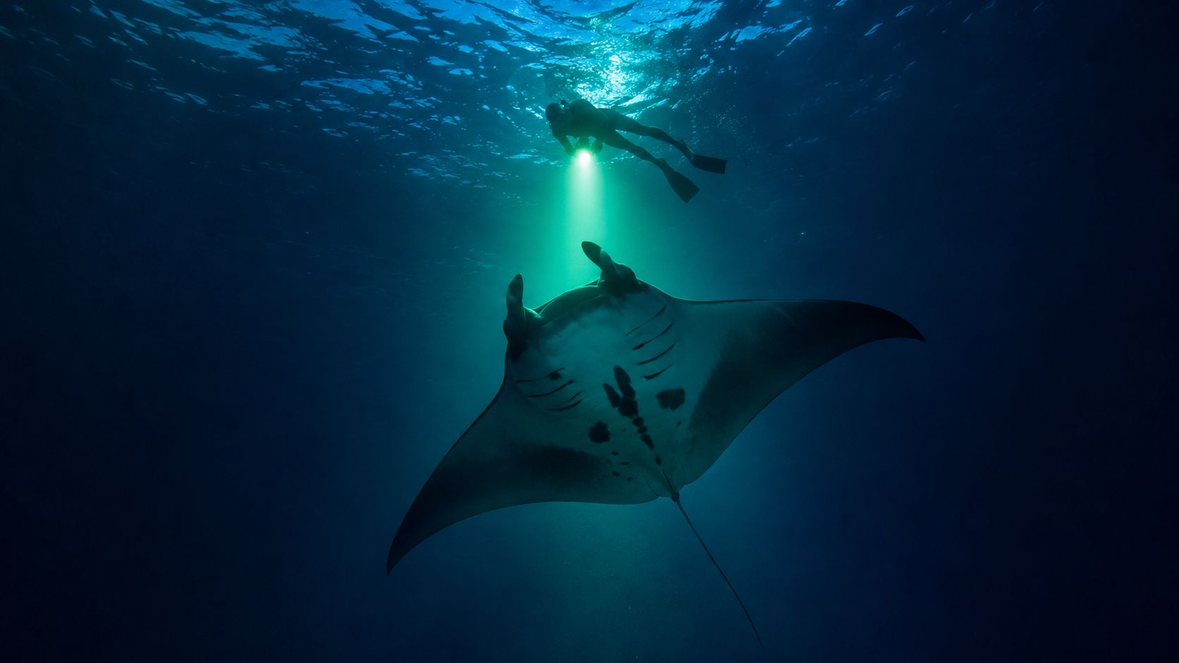 A snorkeler shines a green flashlight onto a large manta ray swimming in deep dark blue water.