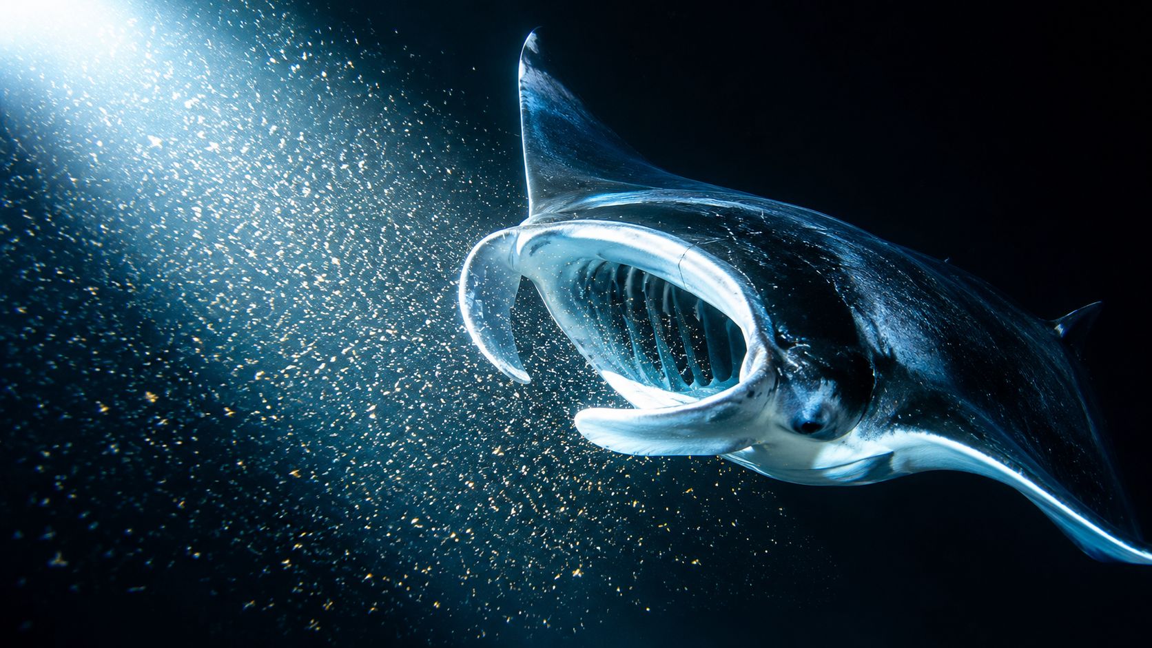 A majestic manta ray swimming through dark water with its mouth open while filter feeding at night.