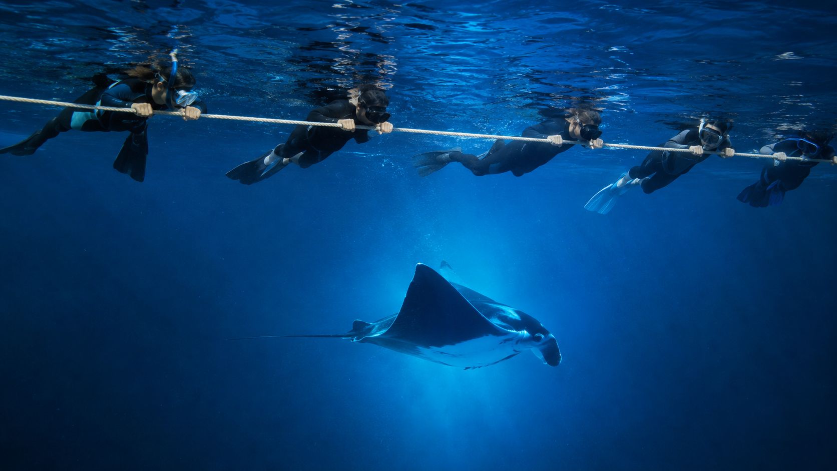 A group of snorkelers holding onto a rope while observing a large manta ray swimming underwater.