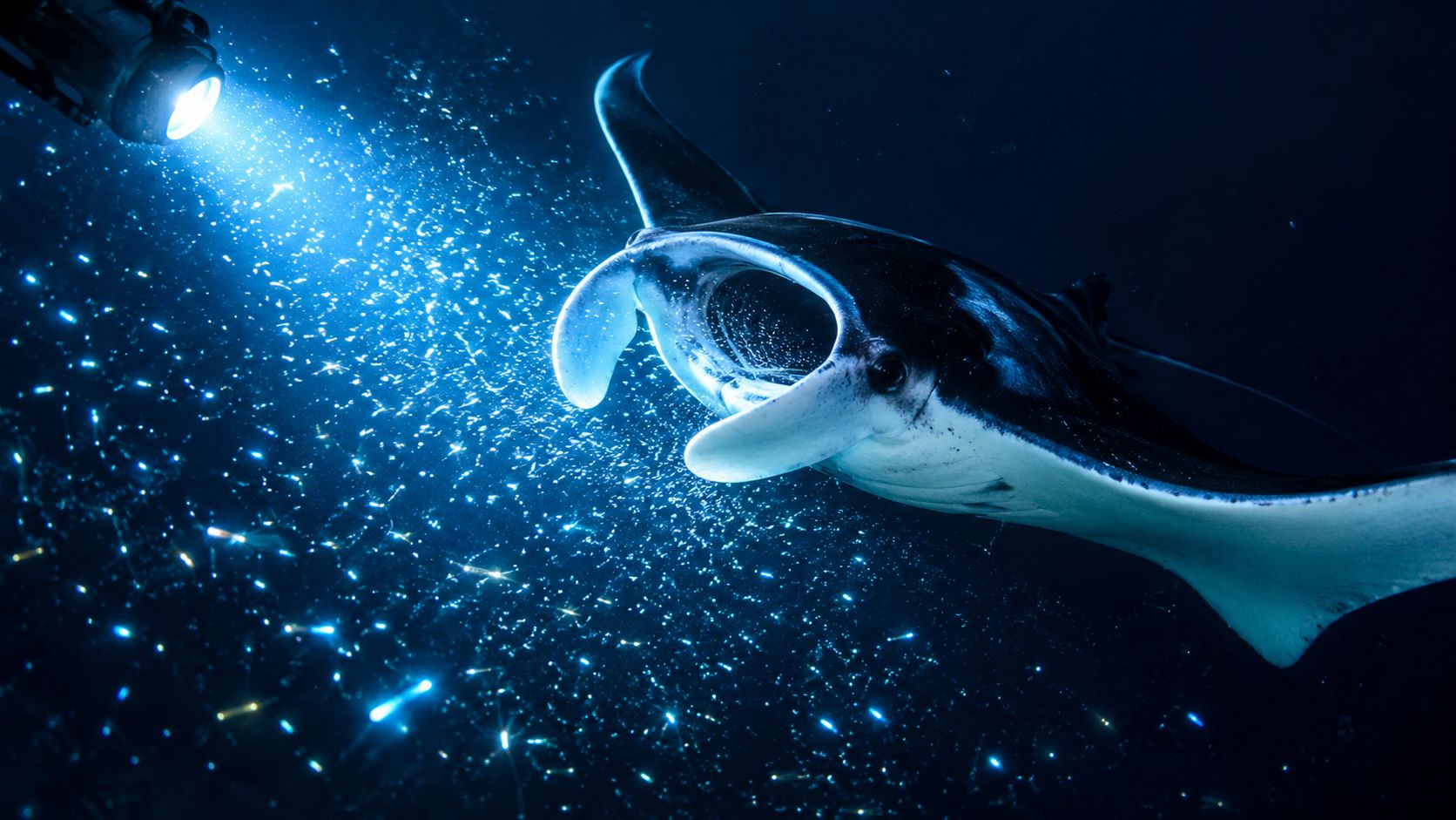 A majestic manta ray swimming through water illuminated by a bright underwater flashlight at night.