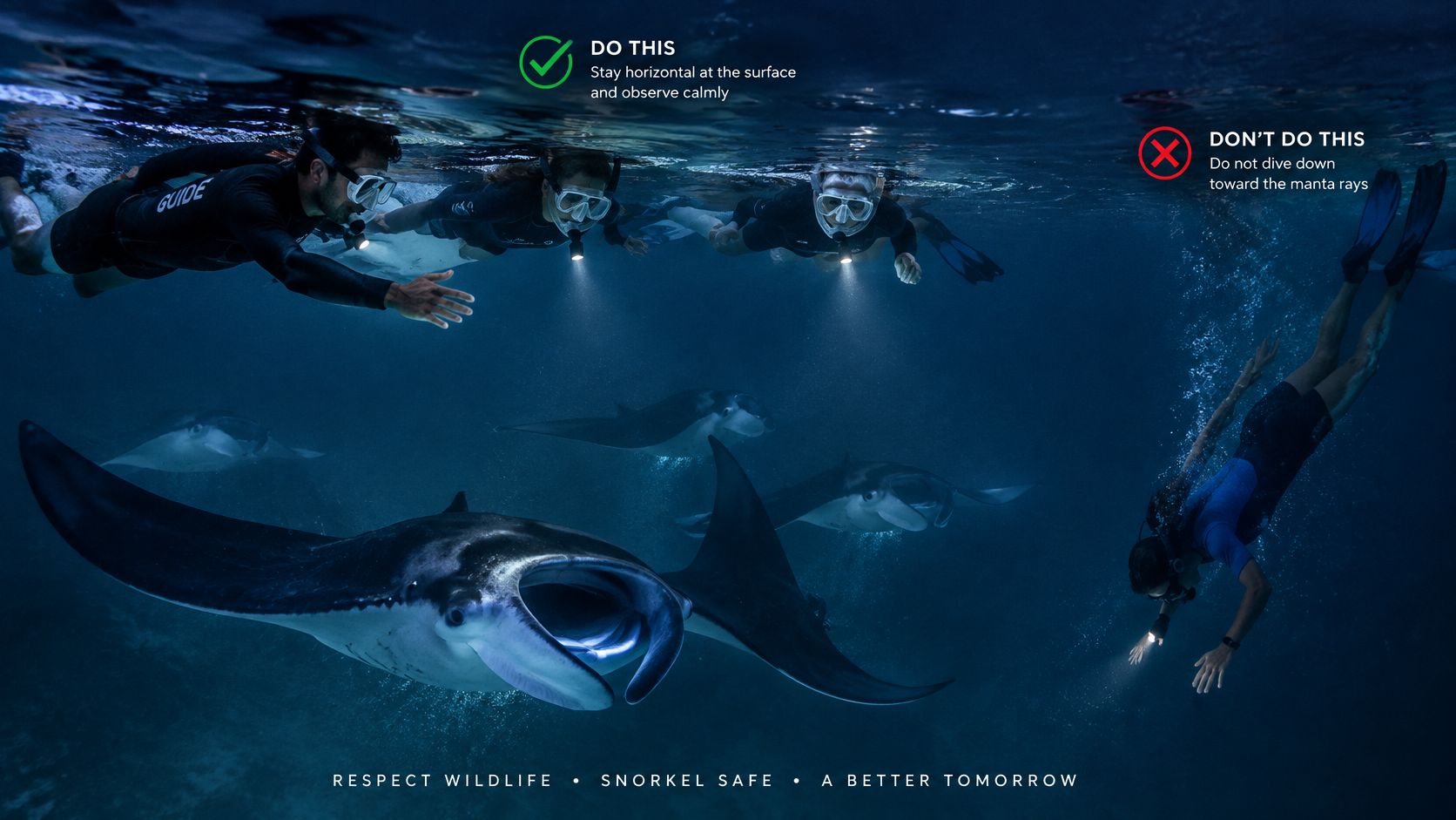 A group of snorkelers observing manta rays at night, showing proper horizontal floating and improper diving techniques.