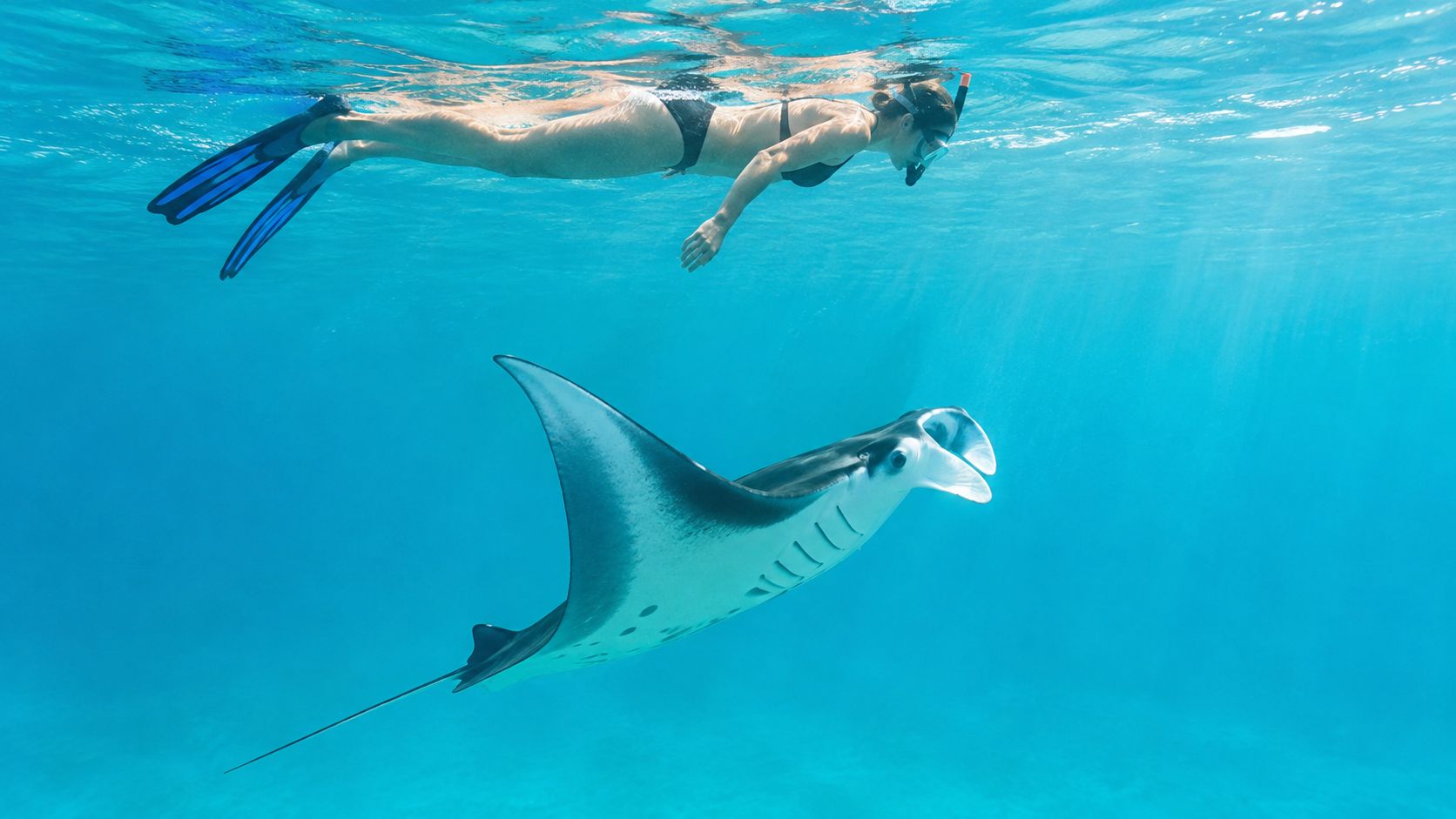 A woman snorkeling in clear blue water while swimming near a large graceful manta ray below her.