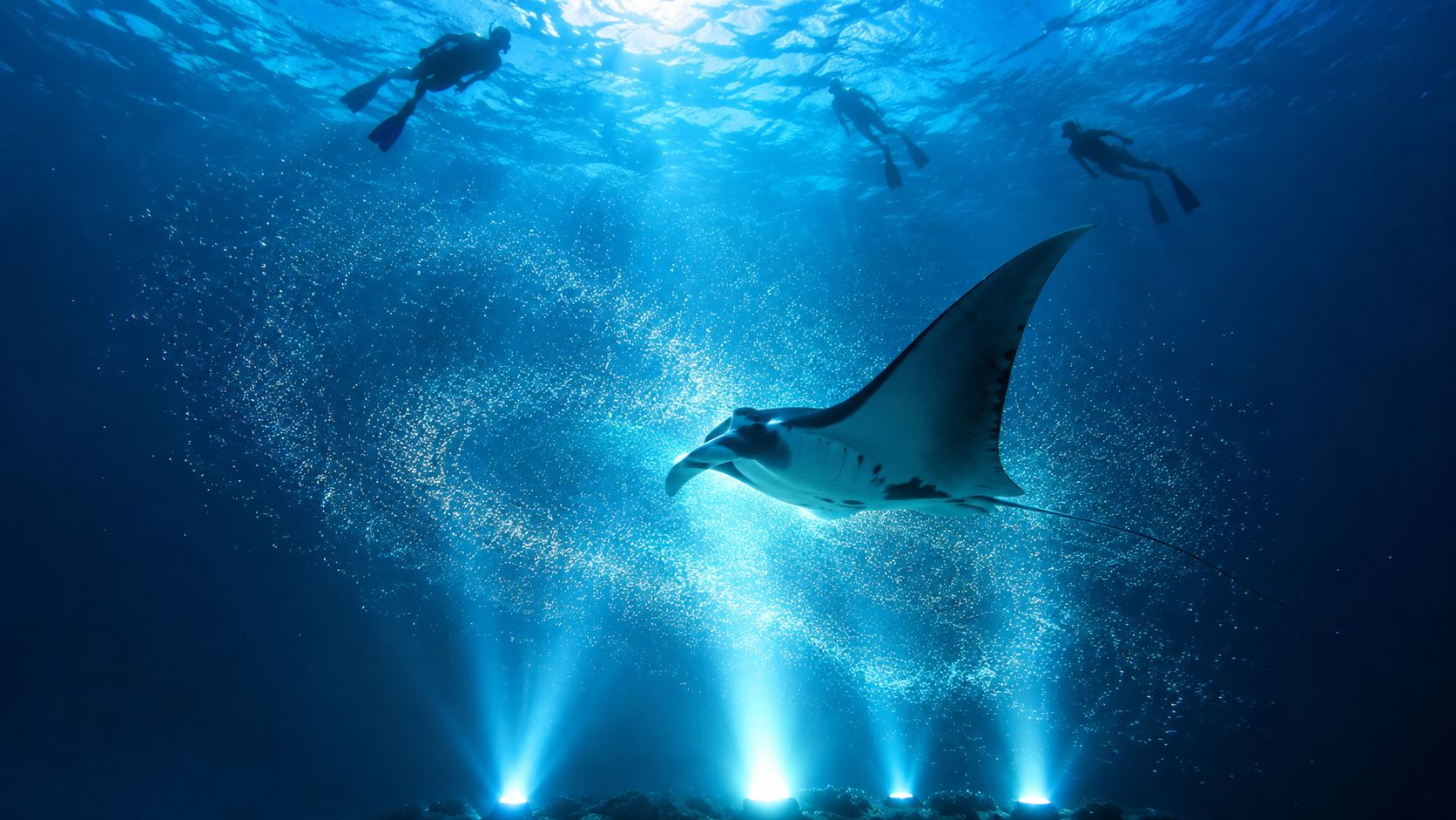 A manta ray swimming gracefully underwater above bright lights with three snorkelers observing from the surface.