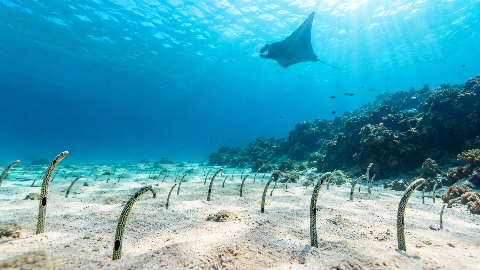 A majestic manta ray swims in bright blue water above a field of spotted garden eels.