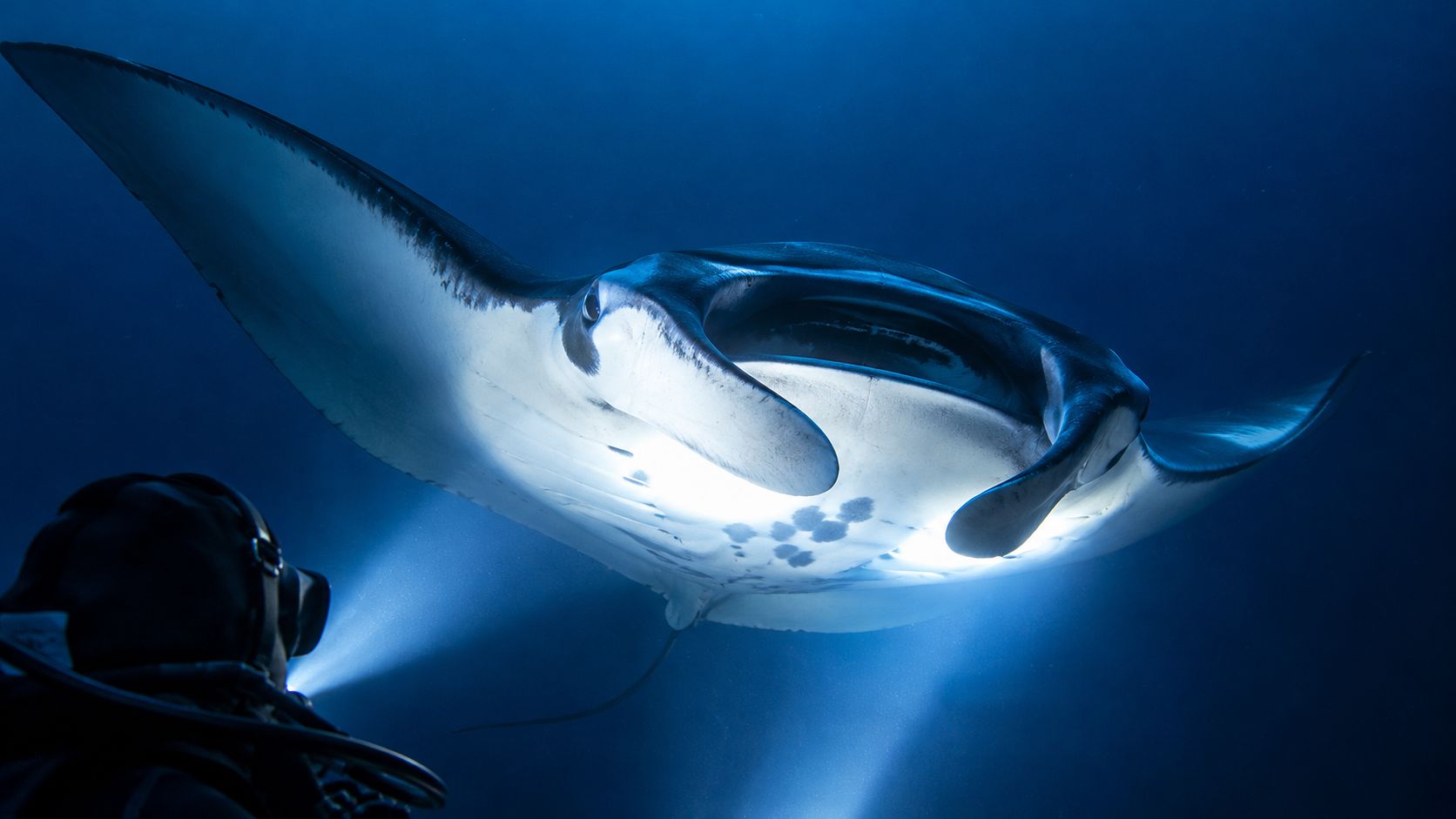 A scuba diver illuminates a large manta ray swimming gracefully through the deep blue ocean water.
