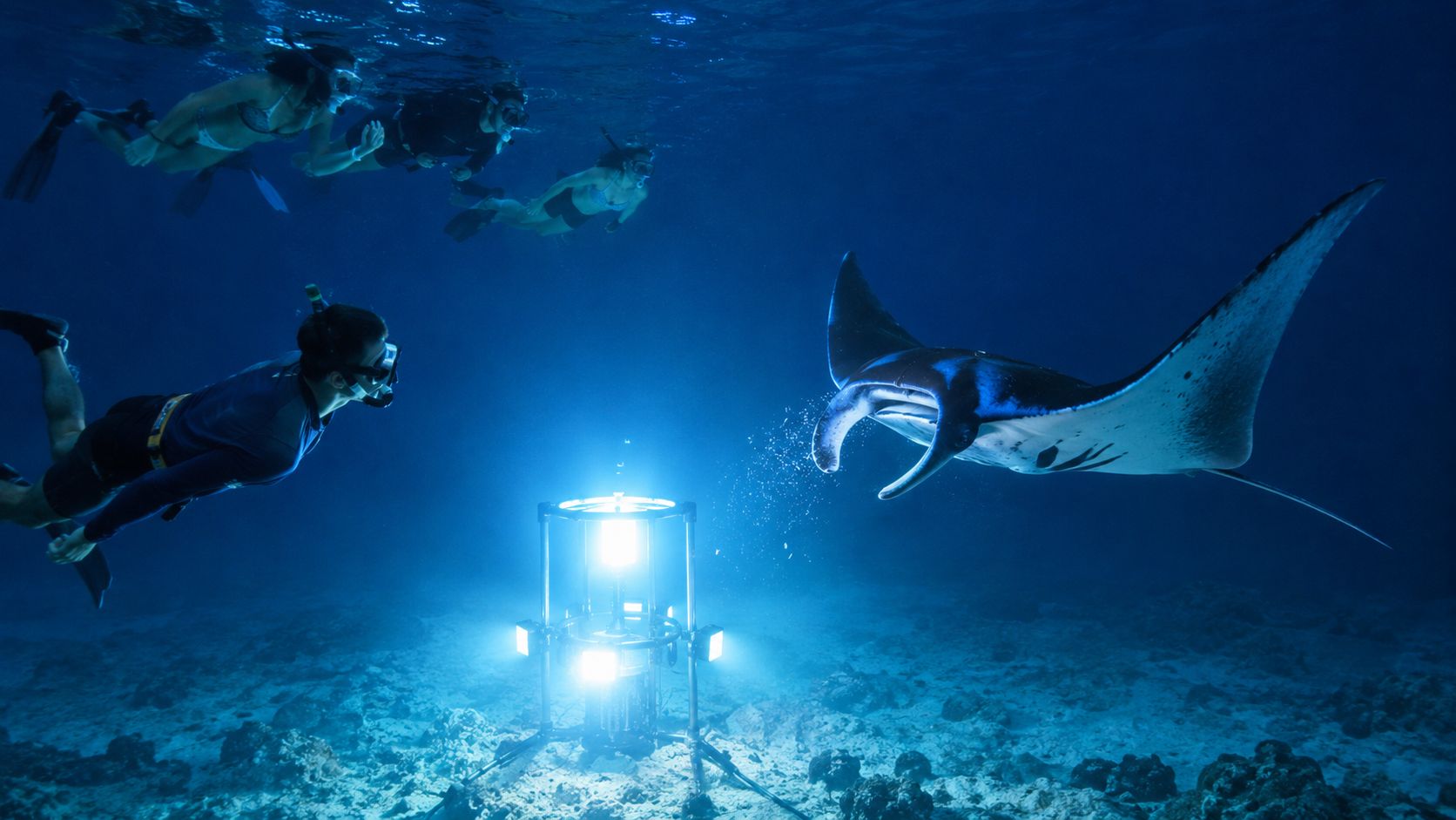 A group of snorkelers swimming underwater at night with a manta ray near a bright light source.