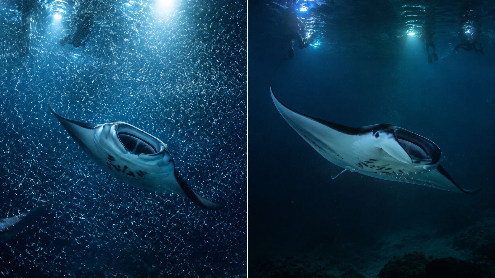 A majestic manta ray swimming gracefully underwater near snorkelers in the dark ocean at night.