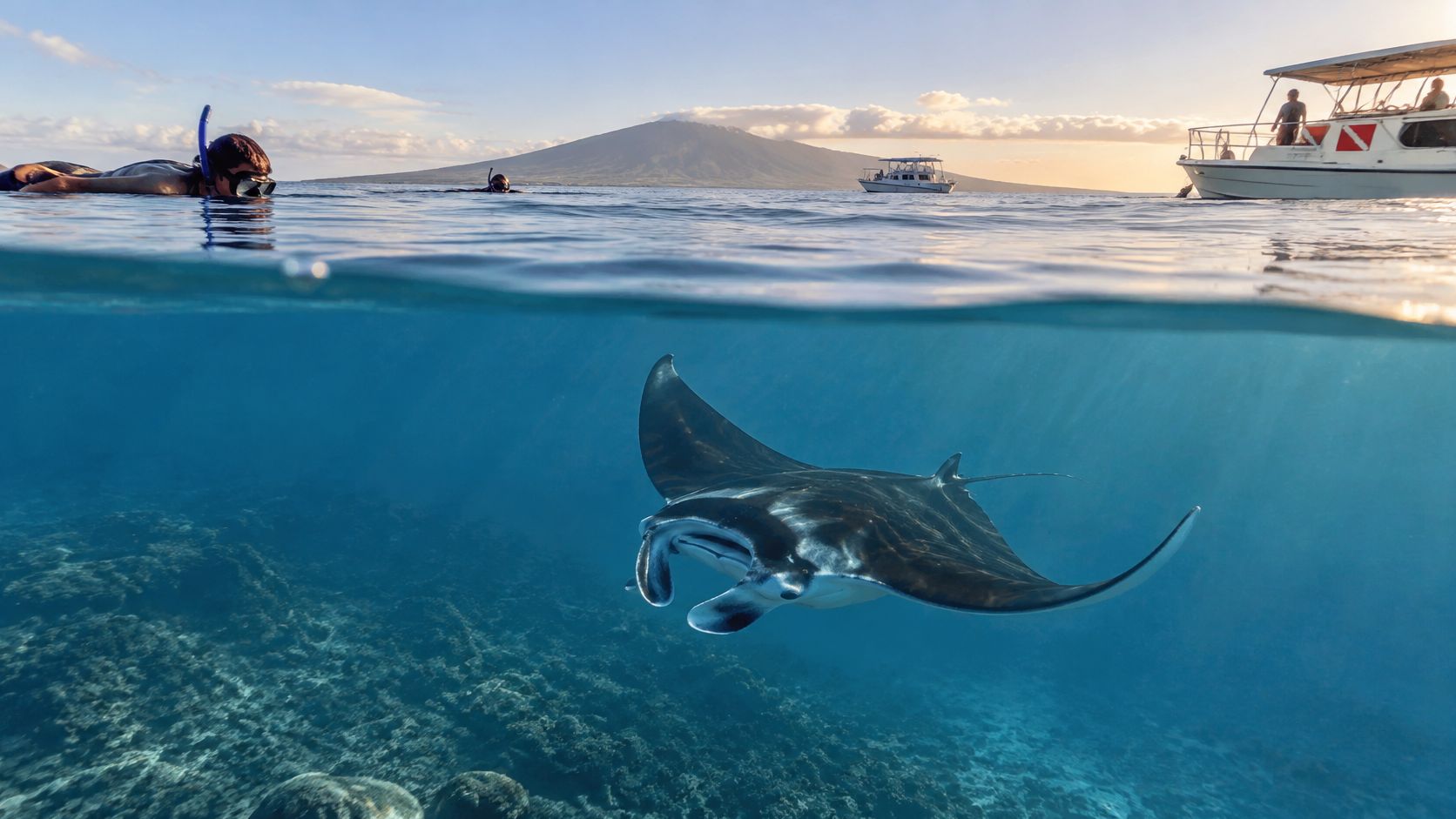 A snorkeler swims near a graceful manta ray in the clear blue waters of Hawaii near a boat.