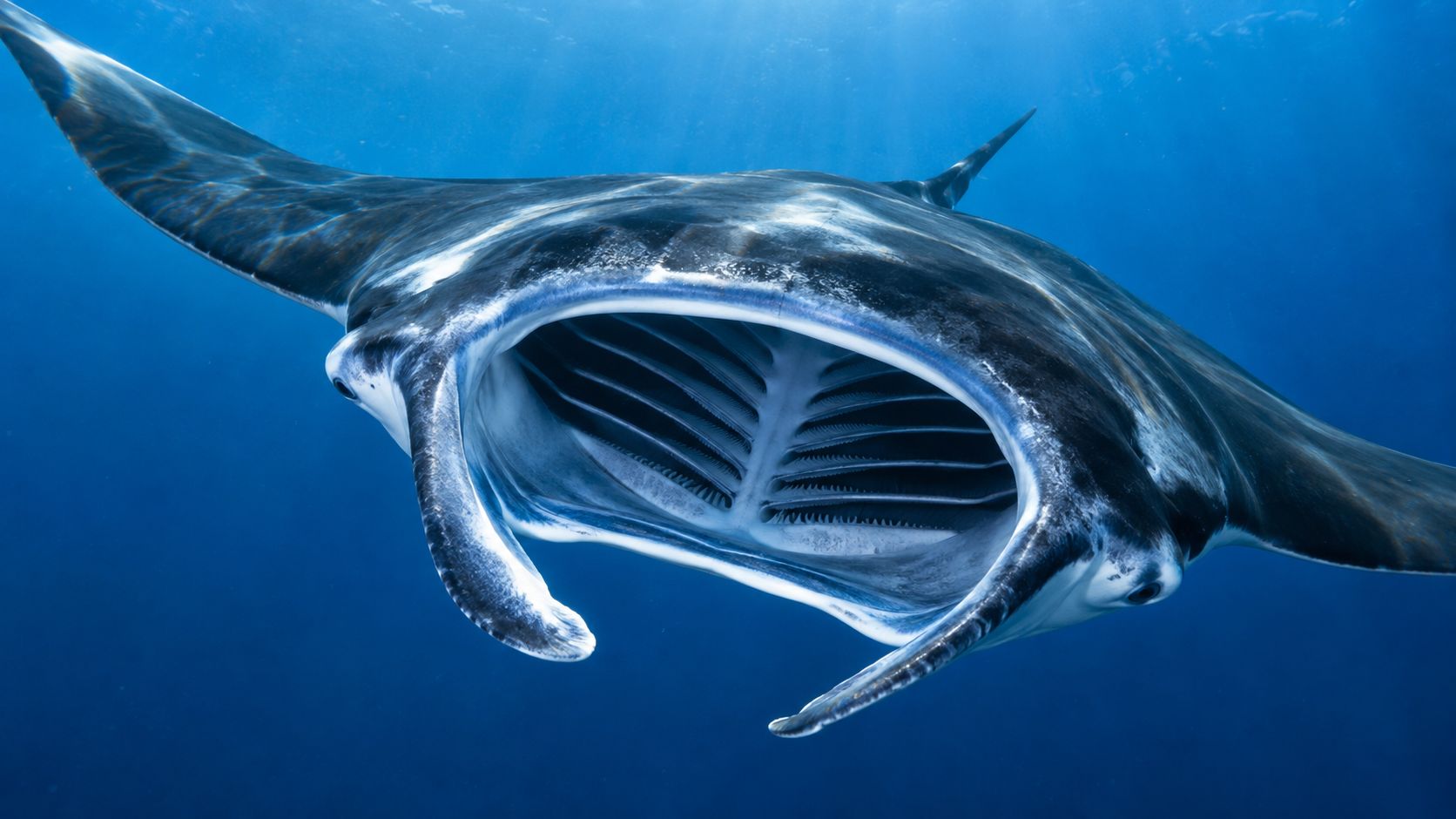 A majestic manta ray swimming underwater with its massive mouth wide open to filter feed on plankton.