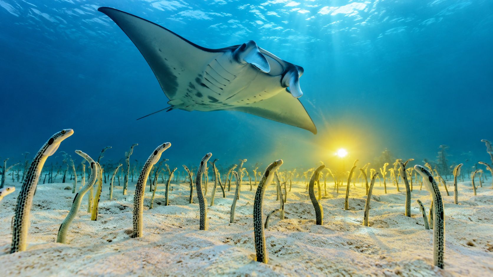 A majestic manta ray glides through clear blue water above a colony of spotted garden eels.