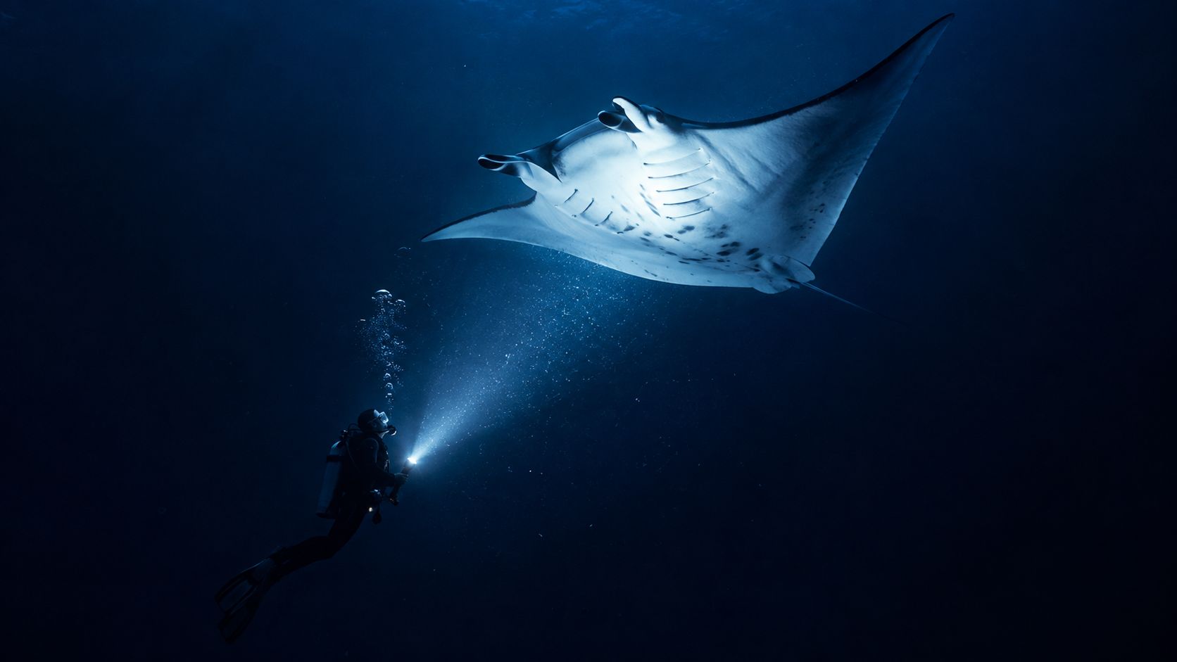 A scuba diver explores the deep ocean at night with a flashlight, encountering a majestic manta ray.