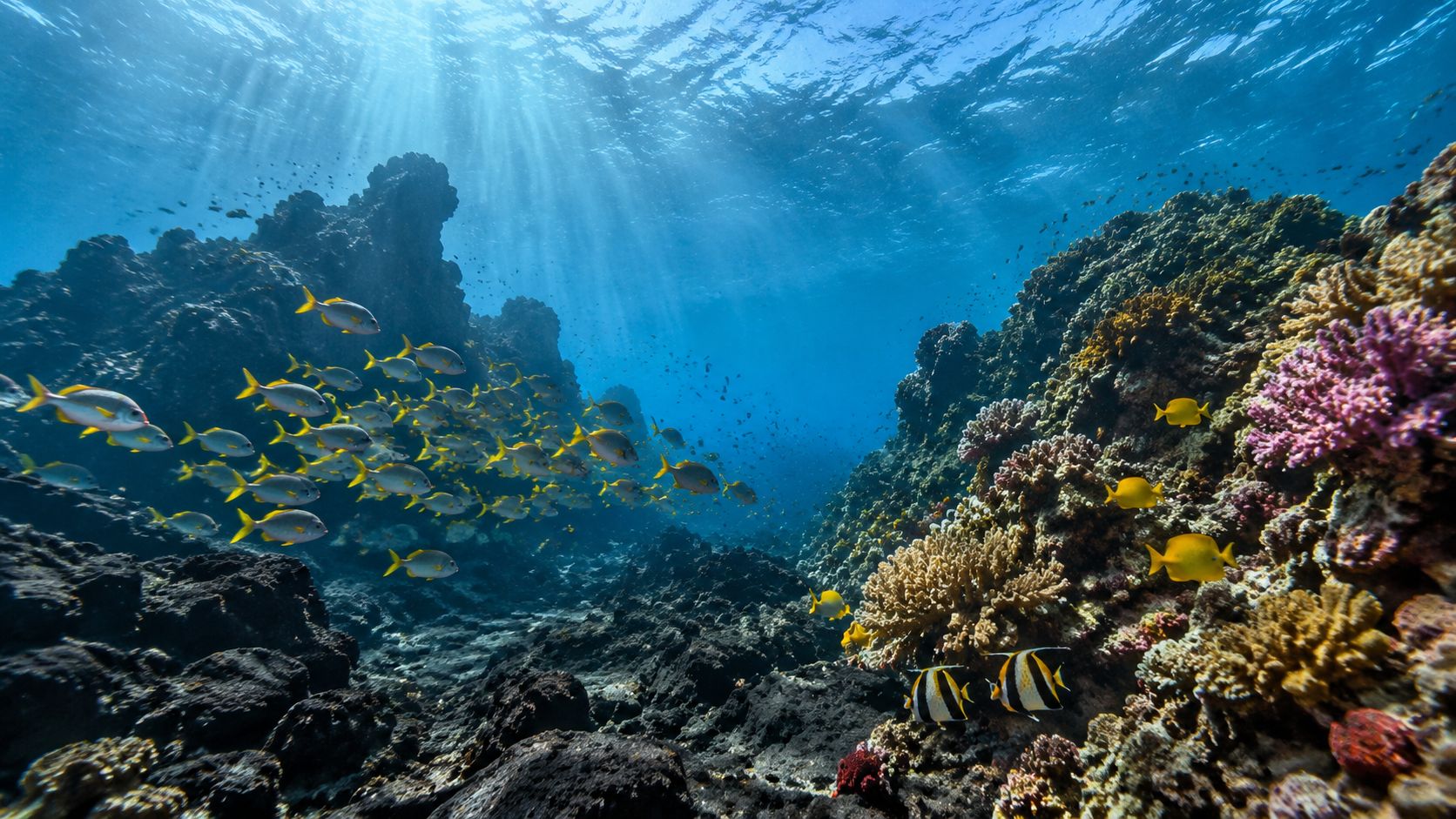 A vibrant coral reef in Hawaii filled with schools of colorful tropical fish swimming underwater.