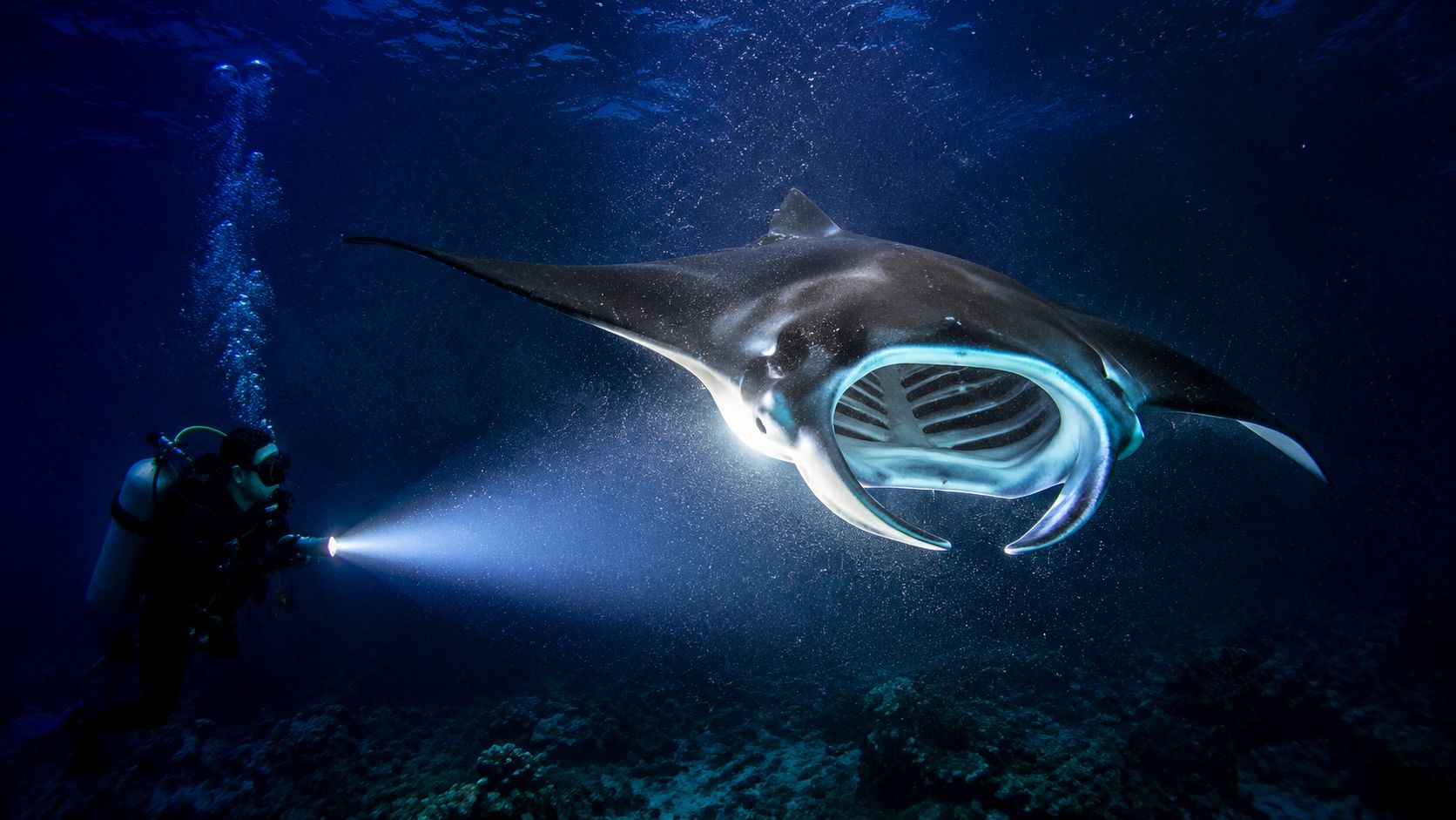 A scuba diver explores the deep ocean while shining a flashlight on a graceful, large manta ray.