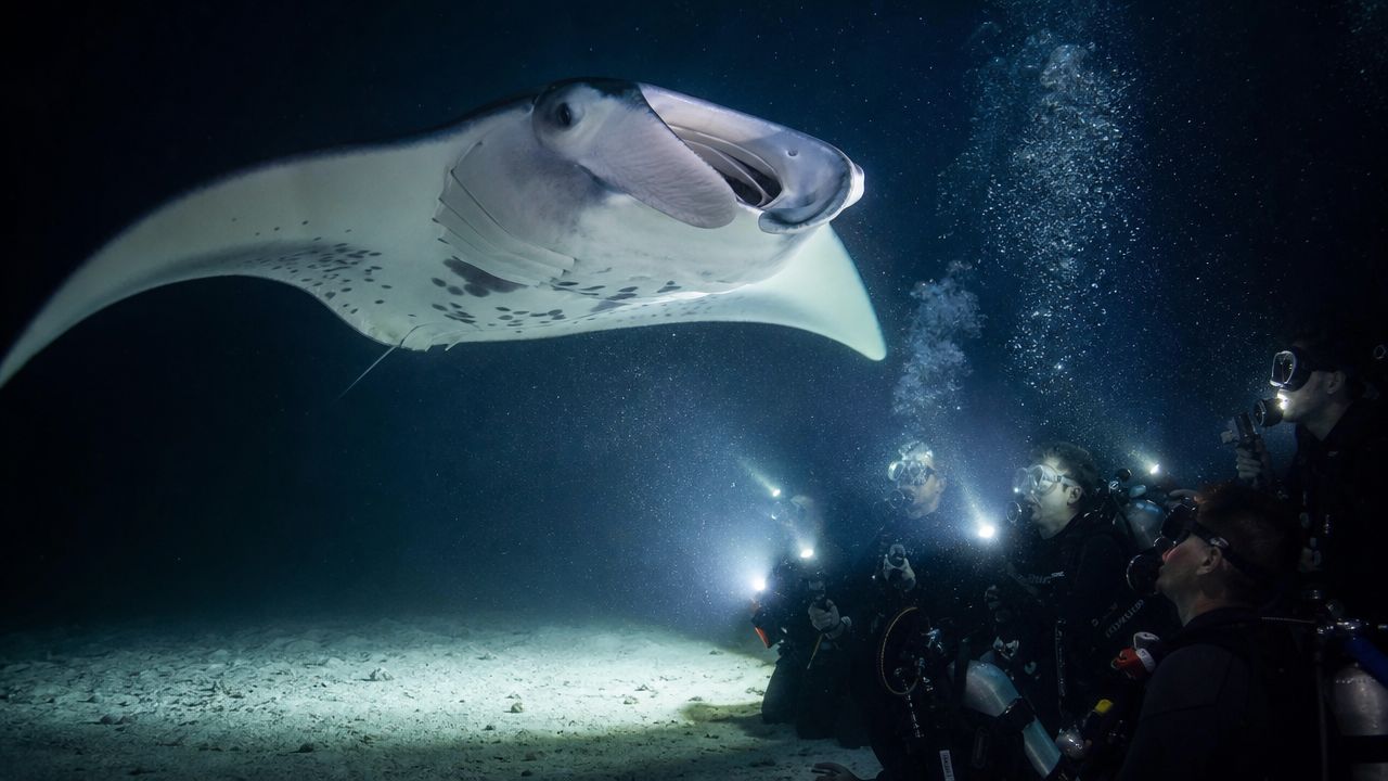 Scuba divers use underwater flashlights to observe a giant manta ray swimming in the dark ocean.
