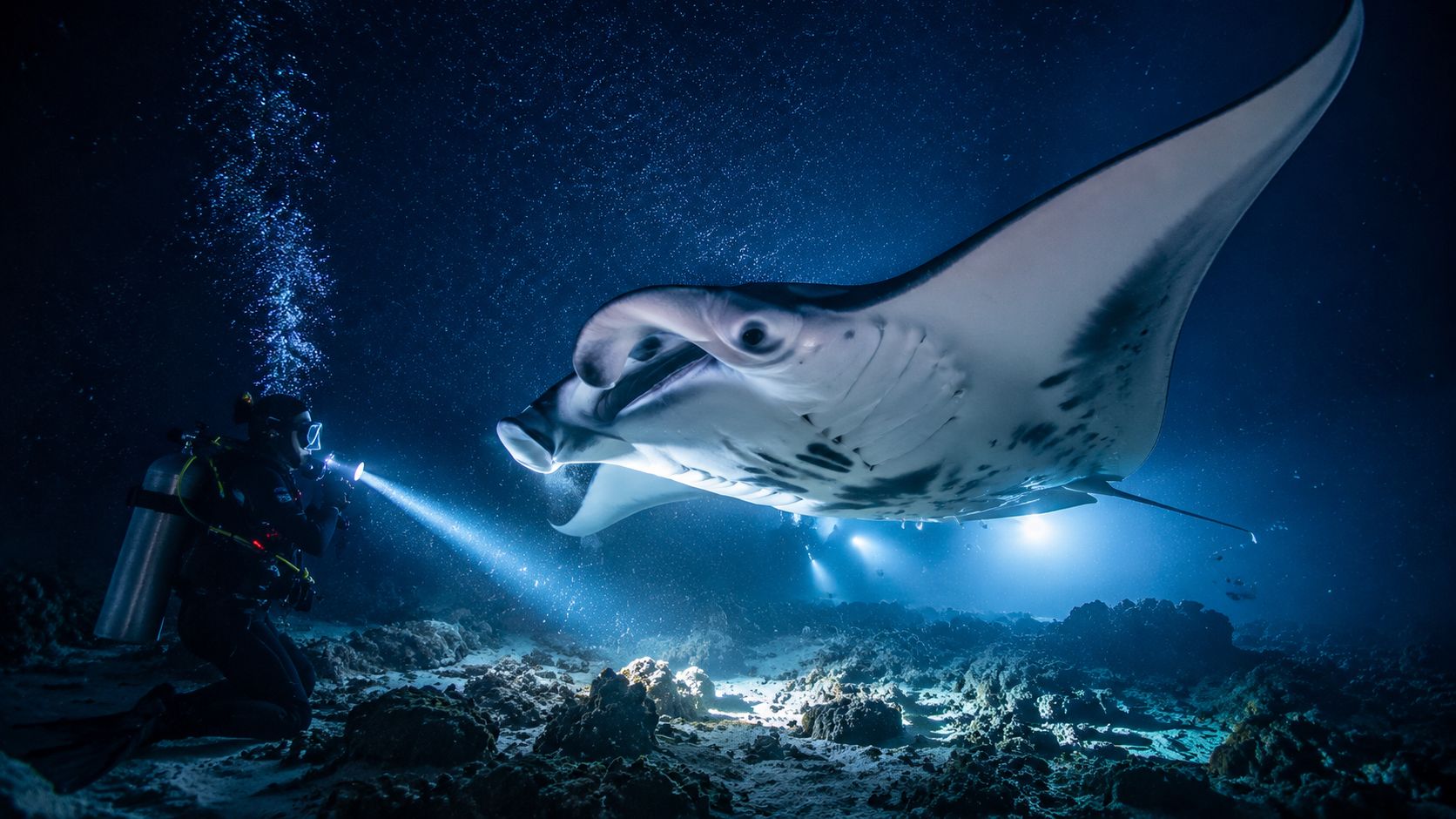 A scuba diver explores the dark ocean floor while shining a flashlight on a majestic manta ray.