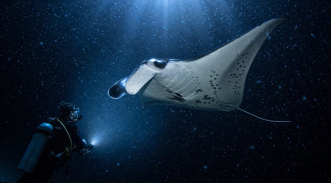 A scuba diver explores the dark ocean, illuminating a majestic manta ray with an underwater flashlight.