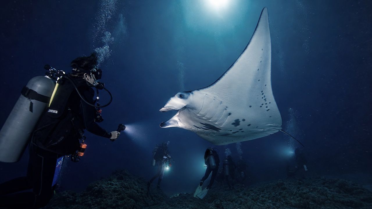 Scuba divers use underwater flashlights to observe a graceful manta ray swimming in the deep ocean.