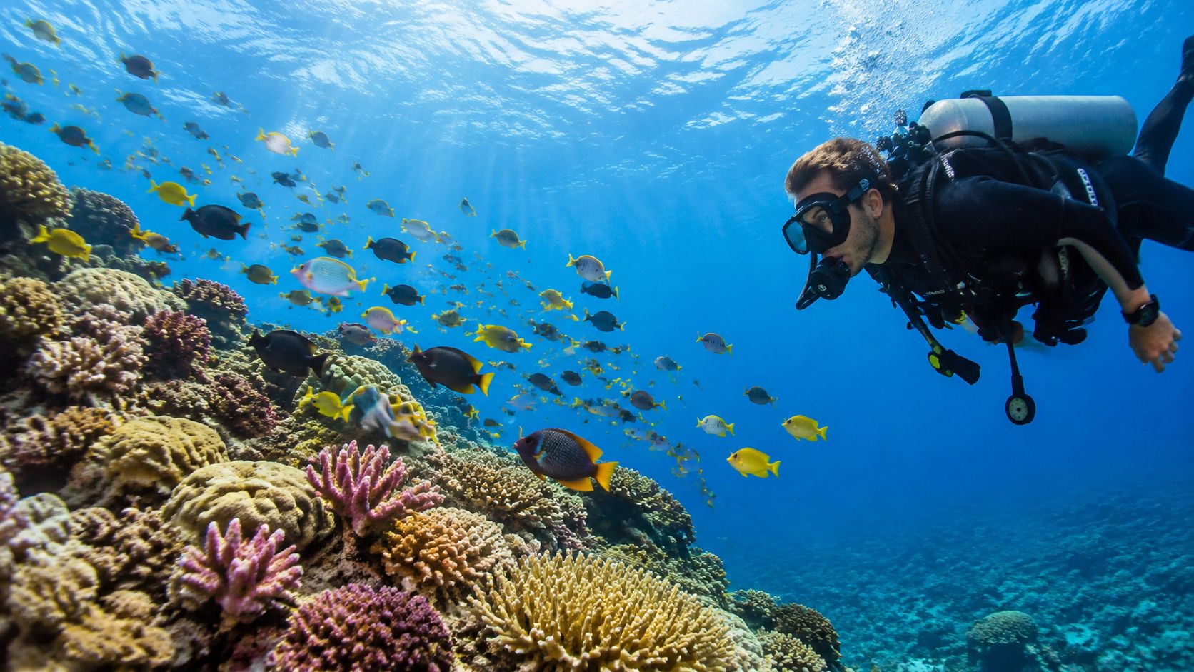 A scuba diver explores a vibrant coral reef filled with colorful tropical fish in crystal clear water.