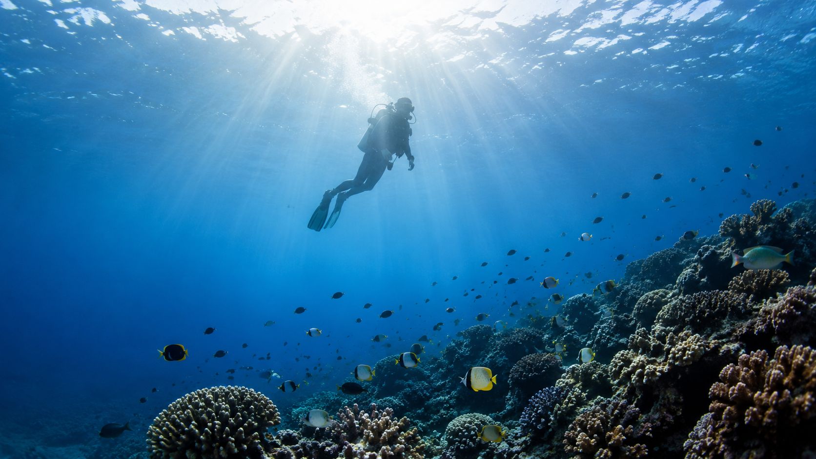 A scuba diver explores a vibrant coral reef in clear blue water with sunlight rays shining above