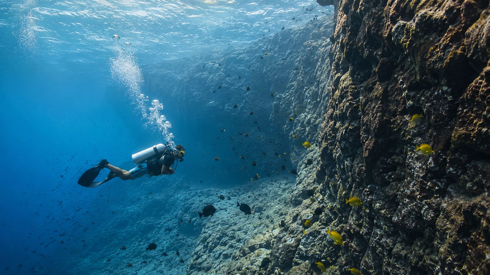 A scuba diver explores a deep underwater rocky reef teeming with vibrant yellow fish in Hawaii