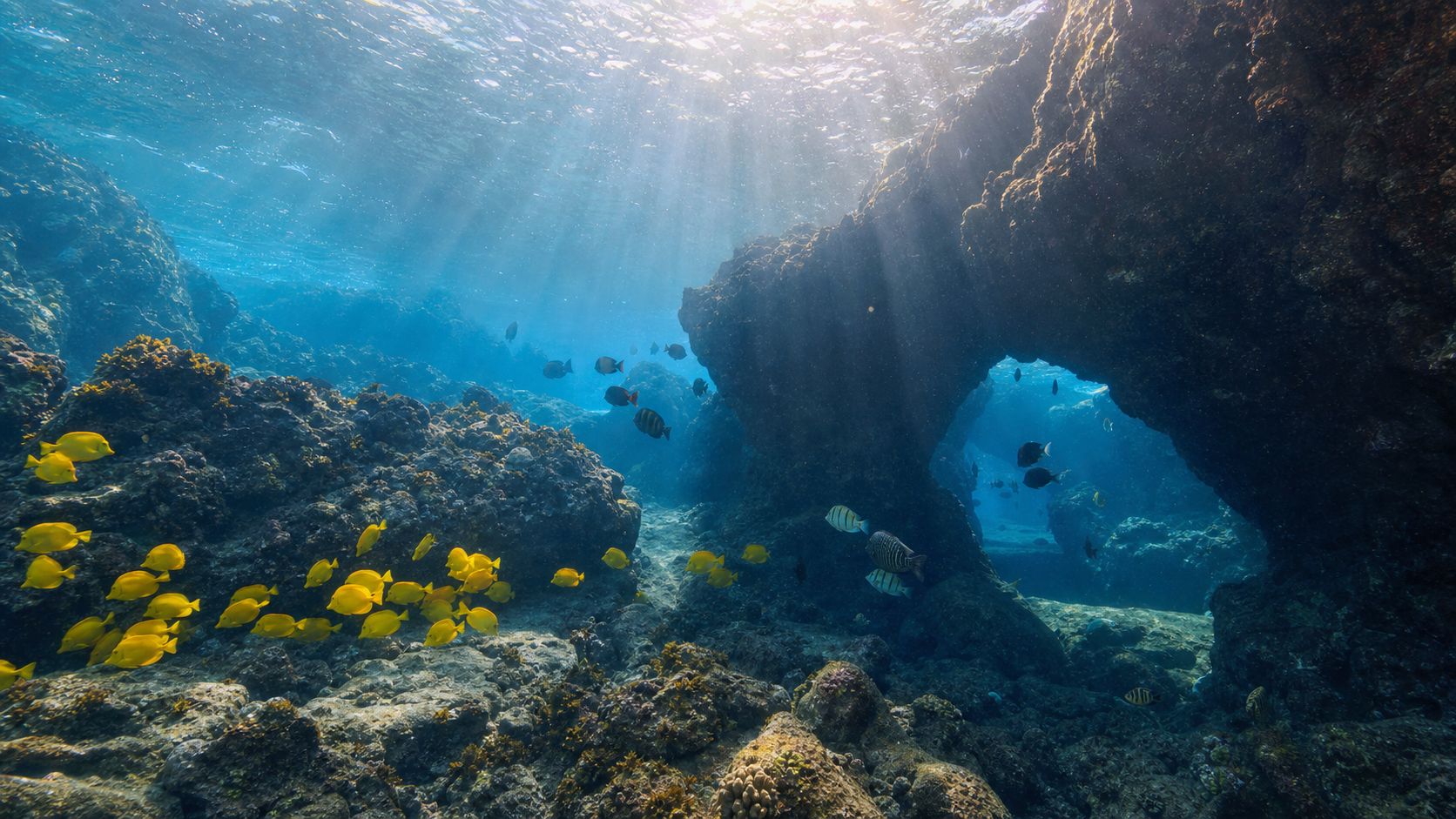 A vibrant coral reef underwater in Hawaii with many yellow tropical fish swimming near rock formations.